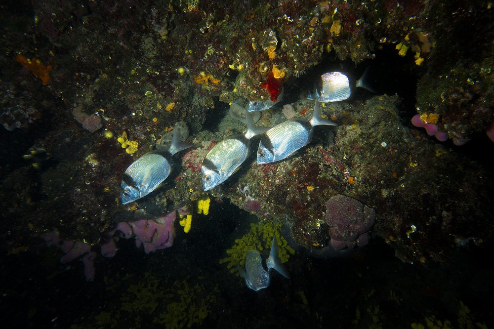 sveta marina